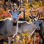 Golden Hill Yllaes, Luxury In Lapland