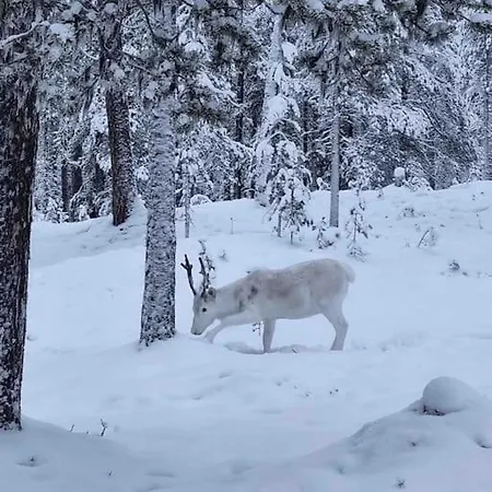 木屋 Golden Hill Yllaes, Luxury In Lapland Äkäslompolo
