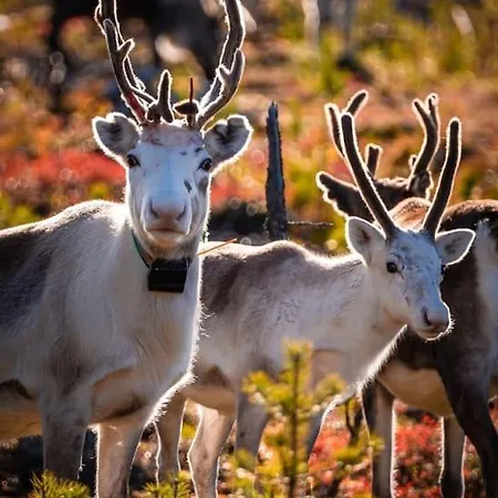 Golden Hill Yllaes, Luxury In Lapland