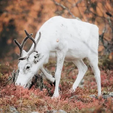 Domek alpejski Golden Hill Yllaes, Luxury In Lapland Äkäslompolo